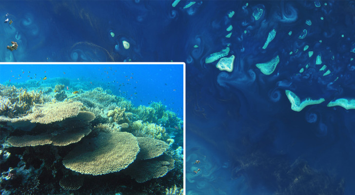 Koraalriffen zijn veel uitgestrekter dan mensen denken: satellietbeelden hebben dit ontdekt