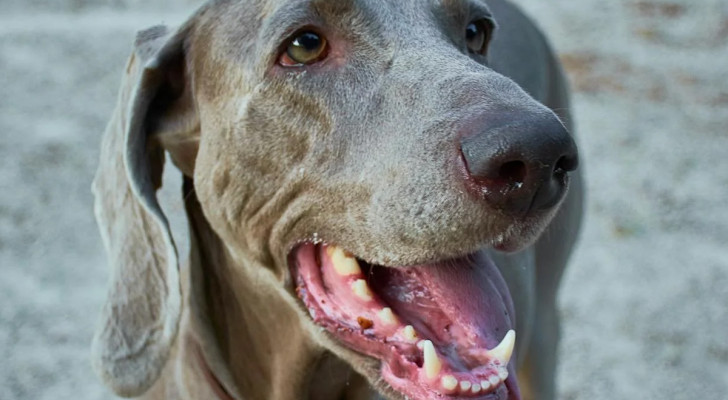Perché alcuni cani hanno una doppia fila di denti?