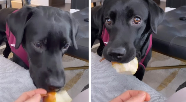 Finge di dormire tenendo una pera in mano per vedere la reazione del cane: la cattura in un video