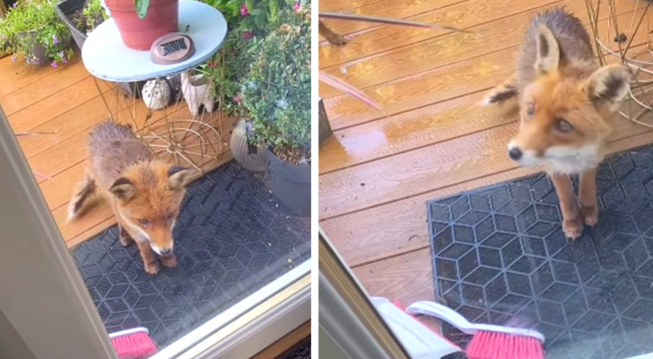 volpe fuori la porta di casa