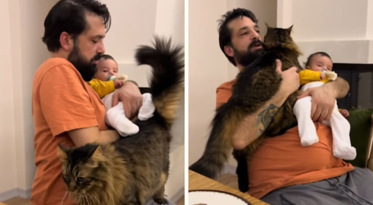 Il papà prende in braccio il neonato ma il gatto non la prende bene: "c'ero prima io di lui"
