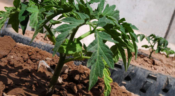 Les plants de tomate ne poussent pas : 5 causes possibles et les remèdes de grand-mère pour relancer la culture 
