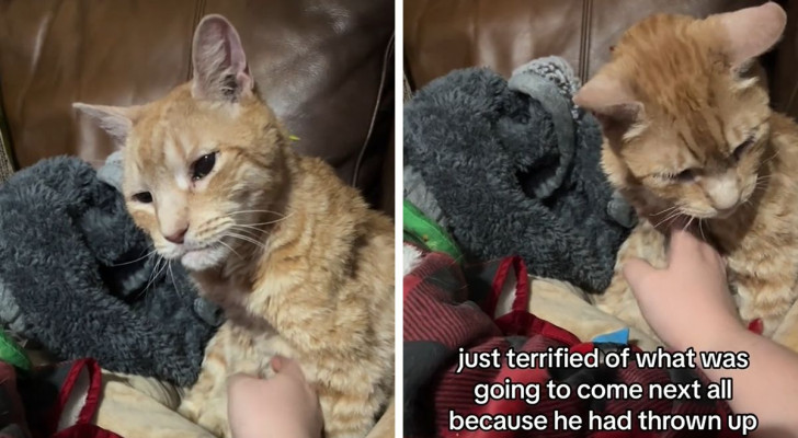 Gatto anziano appena adottato capisce di essere a casa: il video diventa virale