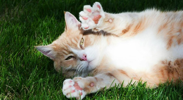 Secondo alcuni i cuscinetti dei gatti ci dicono qual è la loro personalità: ecco il collegamento