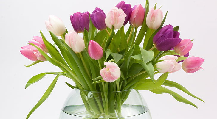 Tulipes coupées : toutes les étapes pour qu'elles restent fraîches plus longtemps même dans le vase