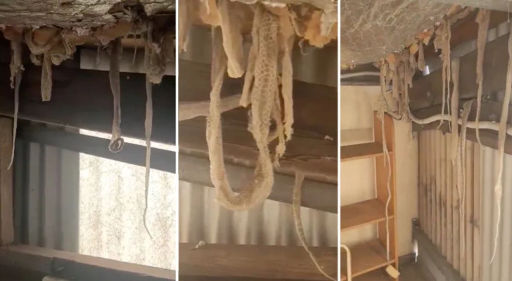 De går in i sitt nyinköpta hus: de möts av ett tiotal ormskinn som hänger från taket