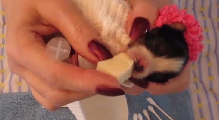 A puppy was pushed away by her siblings: this is how she's being fed !