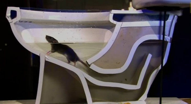 Here's how easily a RAT can come up the toilet PIPES