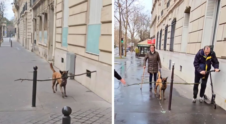 Cagnolina cerca di portare il suo bastone per i marciapiedi di Parigi: non tutti sono contenti