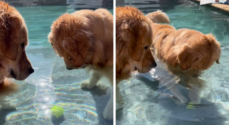 Due Golden Retriever cercano di riprendere la pallina in fondo alla piscina: i loro tentativi sono esilaranti