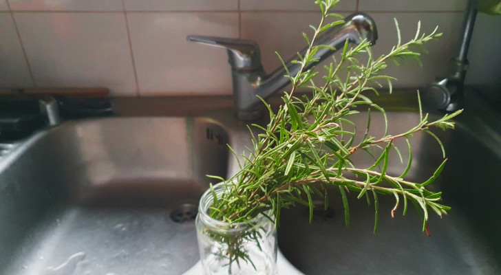 Unleash the cleaning power of rosemary at home, and you can forget about needing commercial detergents