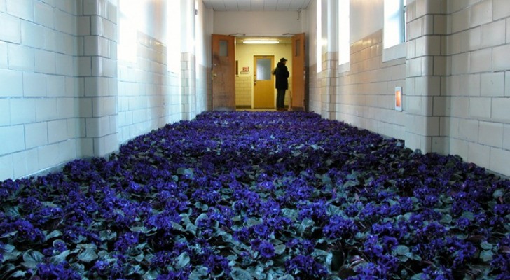 28.000 fiori riempiono le stanze di un centro di salute mentale
