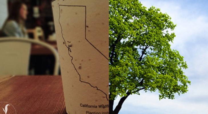 Bicchieri da caffè biodegradabili con semi incorporati: quando li getti via, diventano alberi