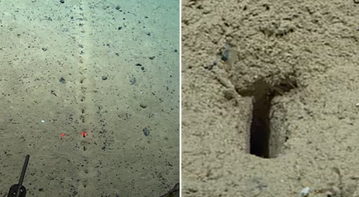 Mysteriet med de märkliga "brunnarna" på botten av Nordsjön är löst: sanningen har upptäckts
