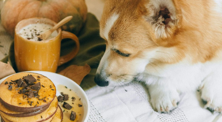 Perché il cioccolato è velenoso per i cani? E cosa fare se ne ha mangiato un po?