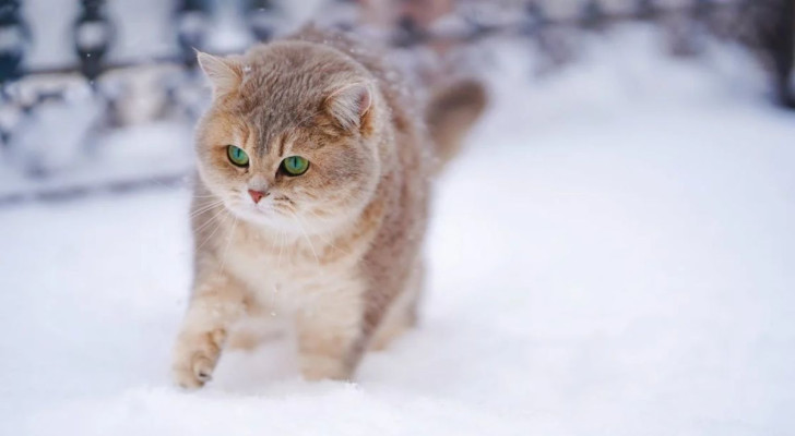 I gatti amano e odiano la neve: ma possono mangiarla? E cosa succede se lo fanno?