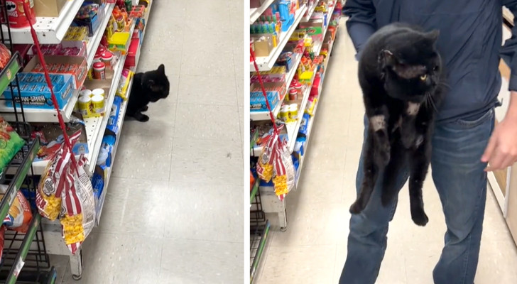 Va al negozio per lavorare, ma si accorge di essere stato seguito dal suo gatto: il video è esilarante