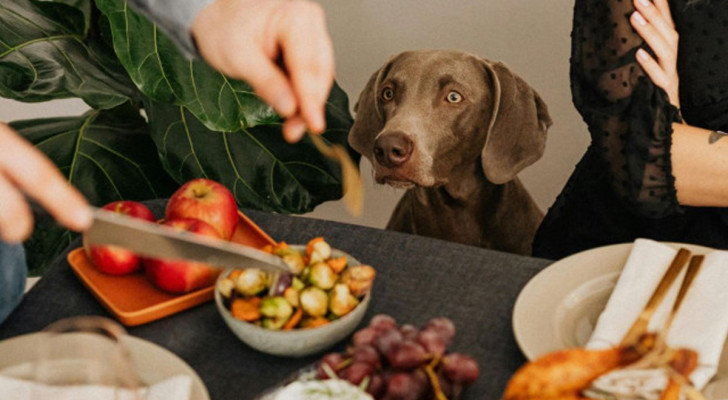 Come insegnare al cane a non chiedere cibo a tavola: non è semplice, ma è fattibile