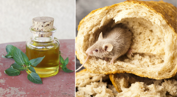 L'huile de menthe permet-elle d'éloigner les souris ? Ses différentes utilisations et les manières de l'utiliser 
