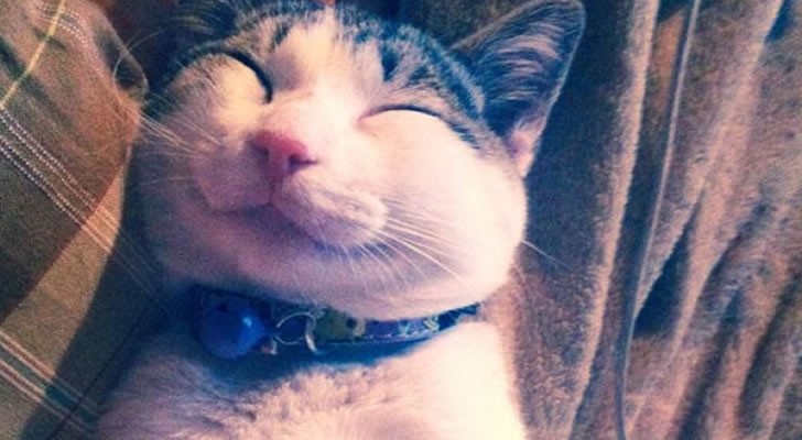 Peu importe la jounée que tu as eu, les 12 chats les plus souriants du web te mettra de bonne humeur
