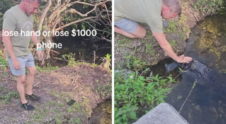 En video visar en man som ska hämta sin smartphone några meter från en alligator