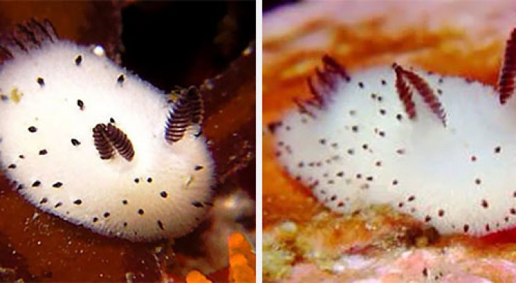 Coniglio di mare: ecco la lumaca marina che ha fatto impazzire il Giappone