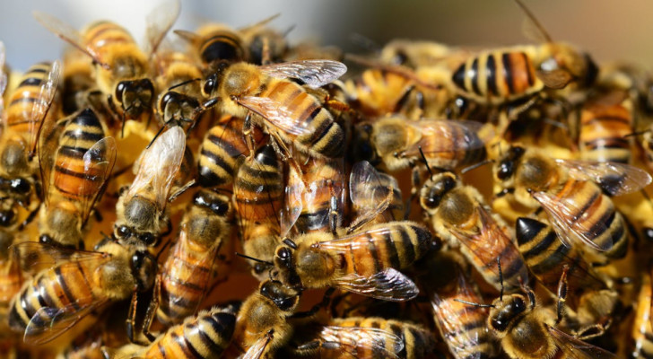 Da un piccolo sciame di api sono nate migliaia di colonie: ecco come ha fatto a fare una vera invasione di specie