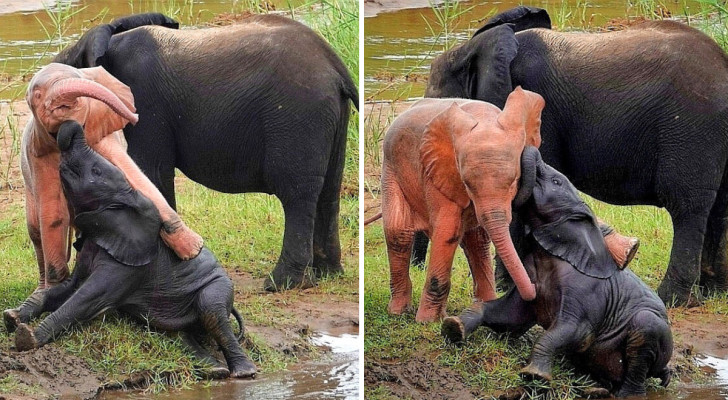 On dirait une illusion d'optique, mais ce n'en est pas une : ce petit éléphant d'Afrique est vraiment rose