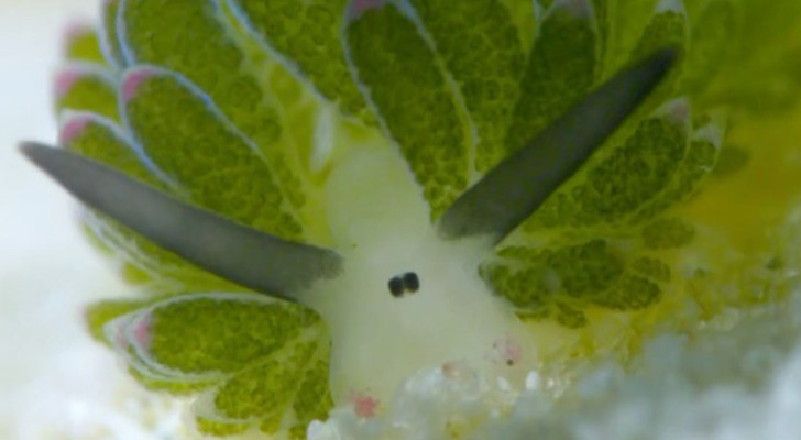 Dit "zeeschaap" heeft het web veroverd met zijn schattige uiterlijk: dit is hij en hier kun je hem vinden