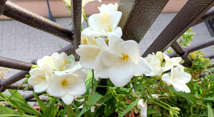 Beautify your home with freesias: how and when to cultivate them