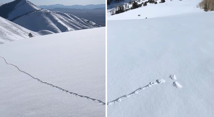 Trova delle impronte sulla neve che si interrompono all'improvviso: gli utenti indovinano cosa è successo