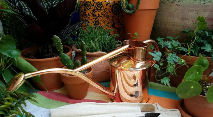 Watering houseplants without making mistakes: get help from a commonly found implement