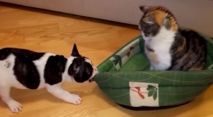 This is what happens when a cat decides to steal a dog's bed !