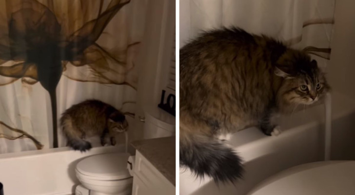 Donna compra un asciugamano nuovo ma il suo gatto lo detesta: cattura la sua reazione in un video