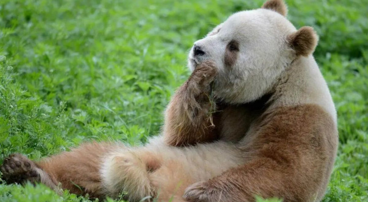 Forskare löser mysteriet med den enda vit/bruna panda uppväxt i fångenskap