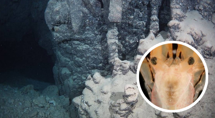 Een nieuwe soort ontdekt in een onderwatergrot in de wateren van Japan: alle details