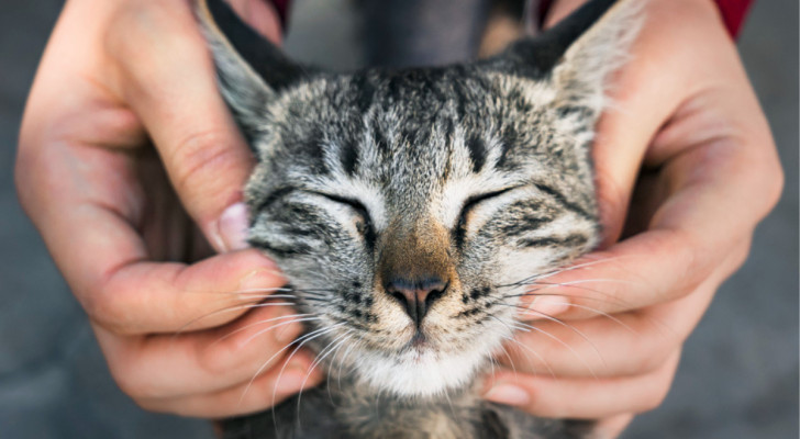 Anledningen till at katter spinner: hur man förstår den verkliga innebörden av detta gulliga ljud