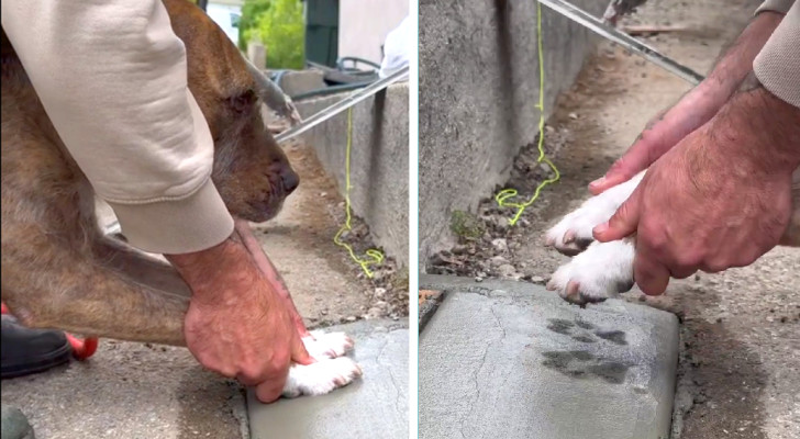 Imprime le zampe del suo cane nel cemento come ricordo: ma il video non piace a tutti
