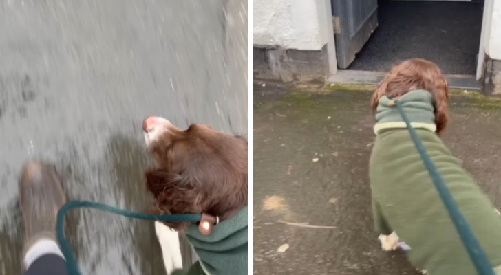 Il suo cane la porta in un luogo che il marito frequenta quando non è con lei: lo mostra un video