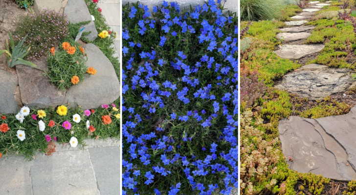 Le 8 migliori piante tappezzanti per creare un grazioso vialetto nel nostro giardino