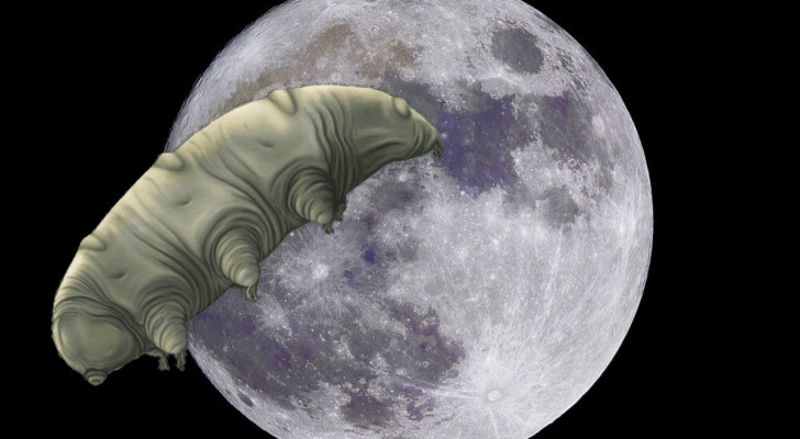 Nach dem Absturz einer Sonde sind winzige irdische Lebewesen auf dem Mond "gelandet"