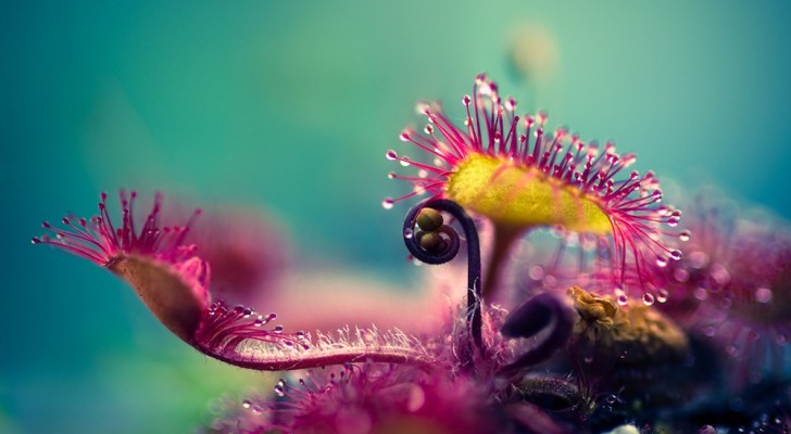 La perfezione mortale di una pianta carnivora nelle fotografie mozzafiato di Joni Niemelä