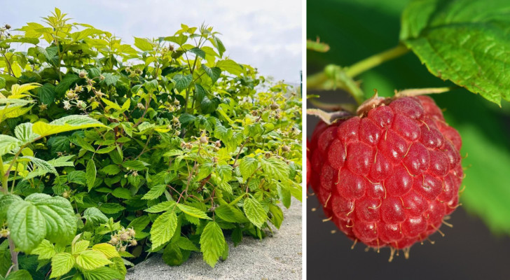 For a bountiful harvest of raspberries, check out this advice