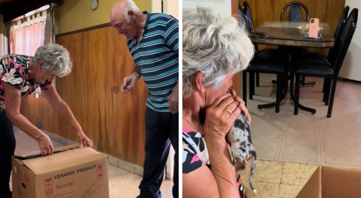 La nipote registra i nonni nel momento in cui ricevono un regalo inaspettato, dopo aver perso la loro cagnolina