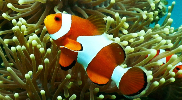 Les poissons-clowns ont une capacité que nous, les humains, ne possédons pas