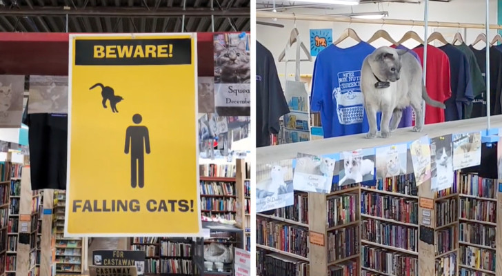 Esiste una libreria dove è possibile acquistare sia libri che... adottare gatti