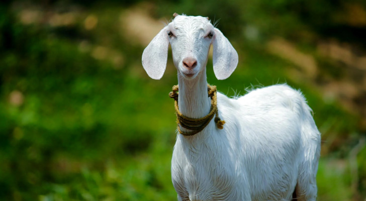 Cani e capre, migliori amici dell'uomo