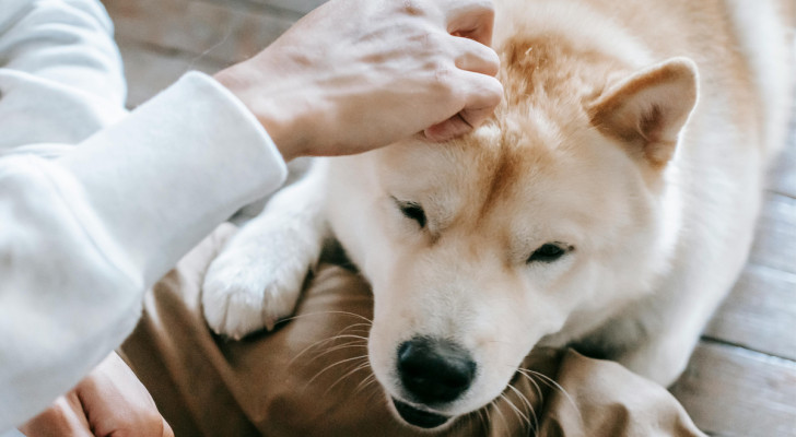 Perché i cani poggiano la testa sulle ginocchia dei proprietari? Cosa vogliono dirci?