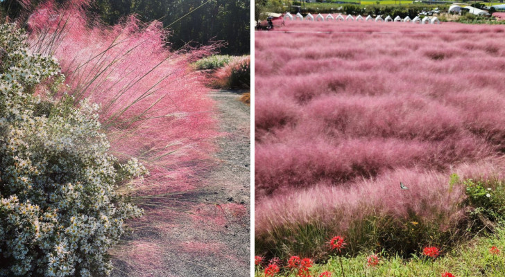 Een roze wolk in de tuin: ontdek twee planten die op een suikerspin lijken