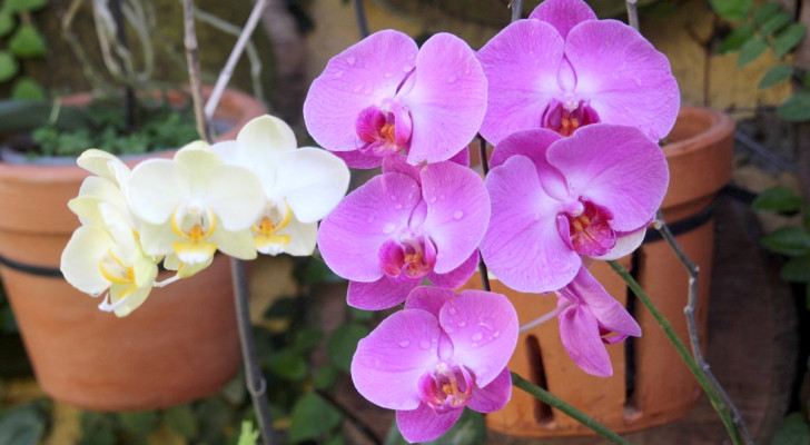 Repotting orchids: what is the correct procedure to follow?